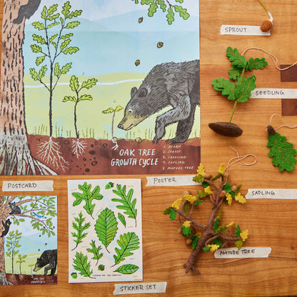 Growth Cycle of an Oak Tree Learning Kit
