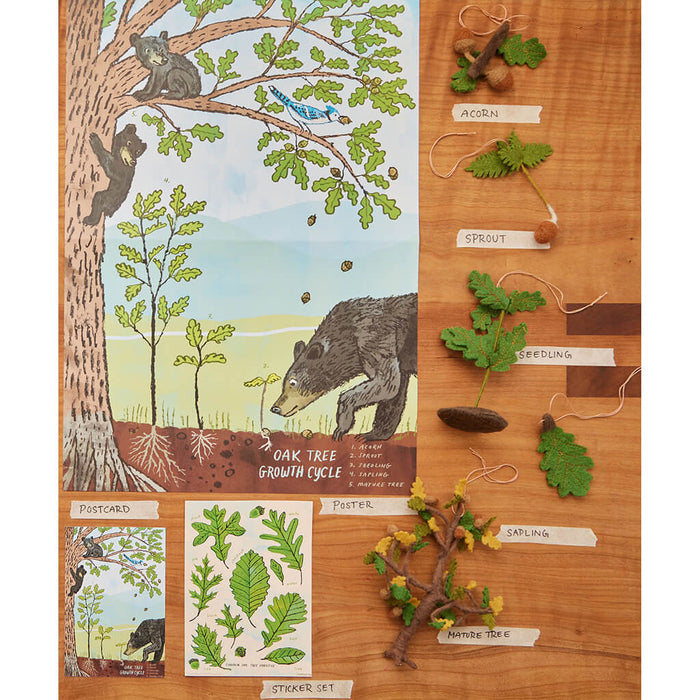 Growth Cycle of an Oak Tree Learning Kit