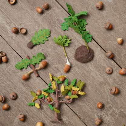 Growth Cycle of an Oak Tree Learning Kit