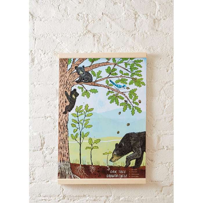 Growth Cycle of an Oak Tree Learning Kit