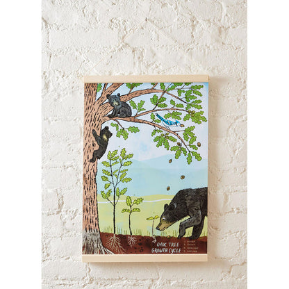 Growth Cycle of an Oak Tree Learning Kit