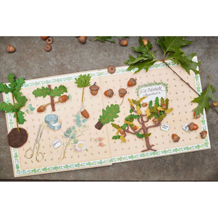 Growth Cycle of an Oak Tree Learning Kit