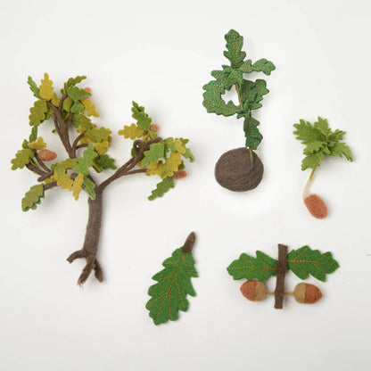 Growth Cycle of an Oak Tree Learning Kit