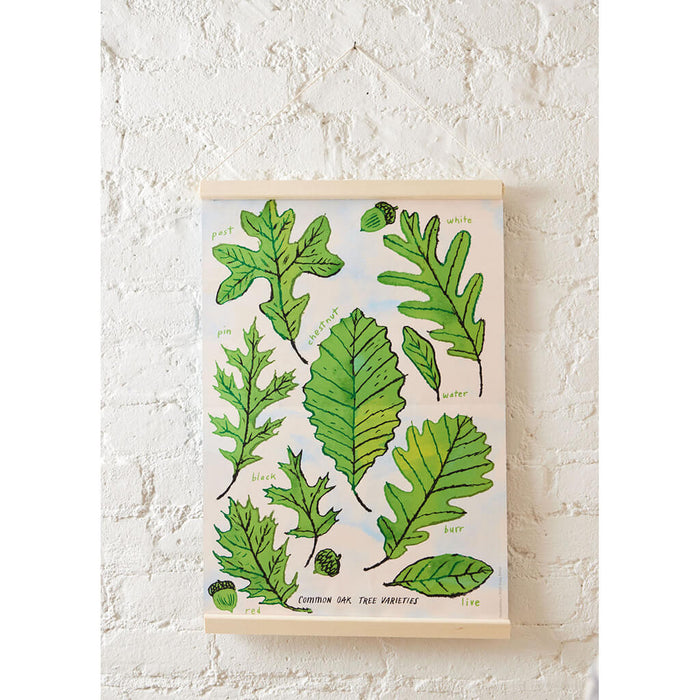 Growth Cycle of an Oak Tree Learning Kit